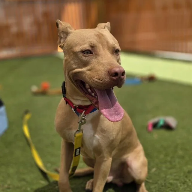 A young large-sized male Pit Bull Terrier dog named Kobe for adoption in Las Vegas, NV