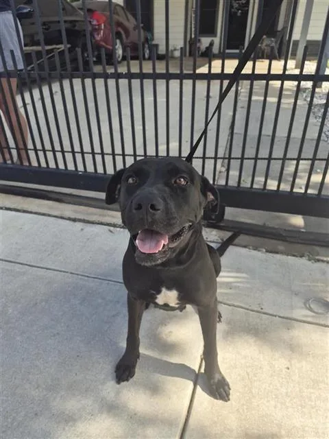 A young large-sized female Labrador Retriever dog named Moonlight for adoption in San Antonio, TX