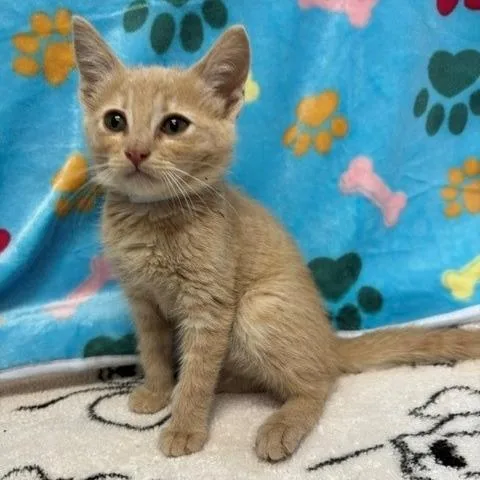 A baby small-sized female Orange / Red Domestic Short Hair cat named Montana for adoption in Hawthorne, CA