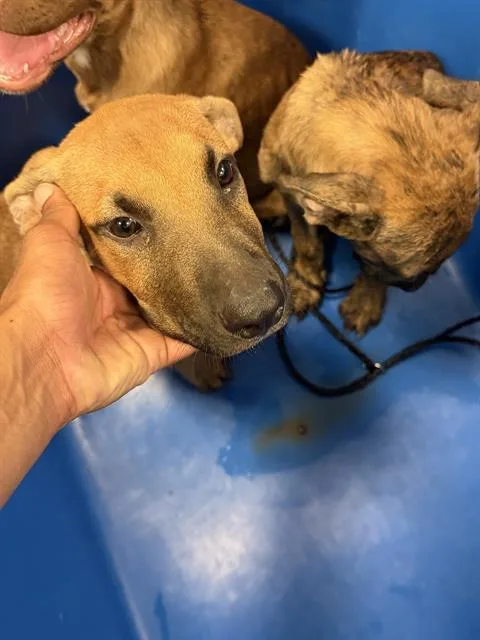 A young large-sized female Mixed Breed dog named Kelly for adoption in Dallas, TX