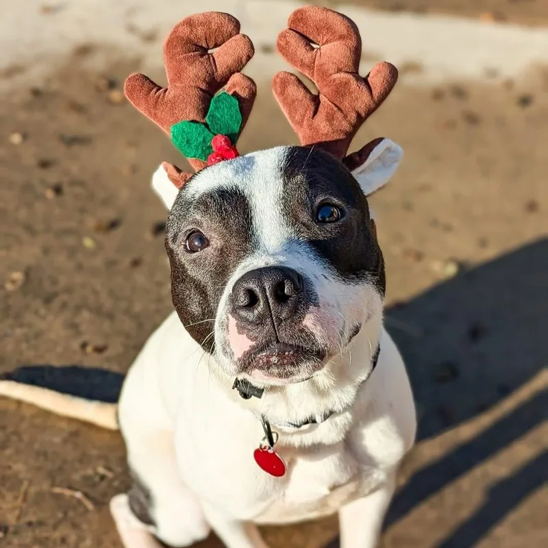 Loverboy thumbnail 5