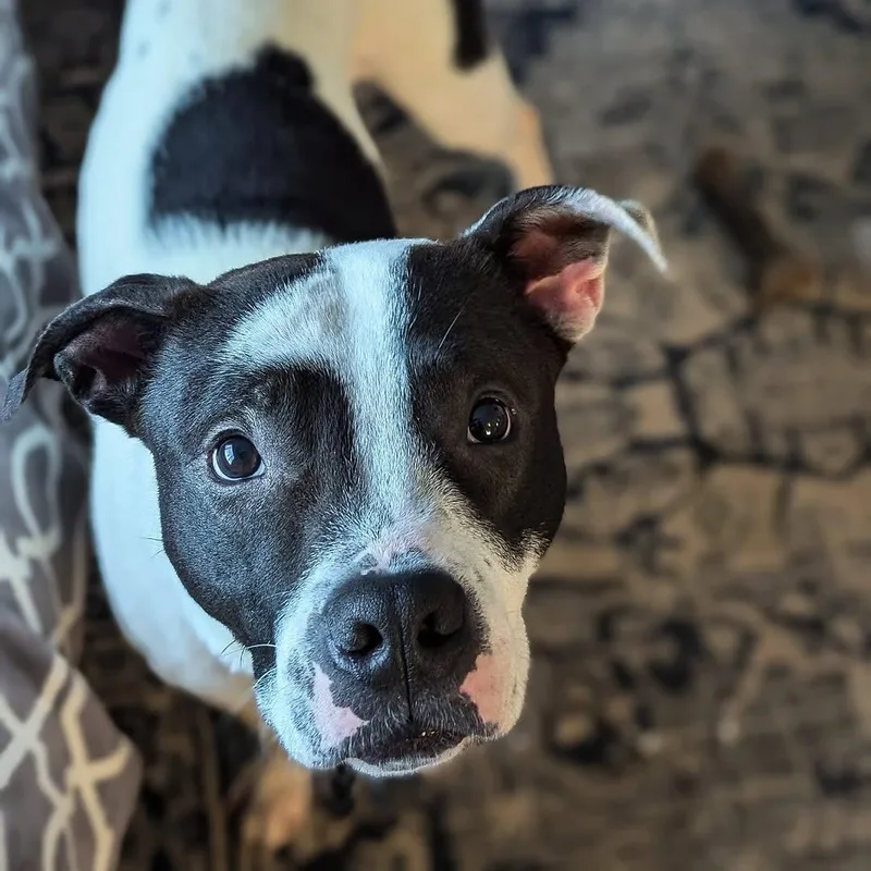 Loverboy thumbnail 6