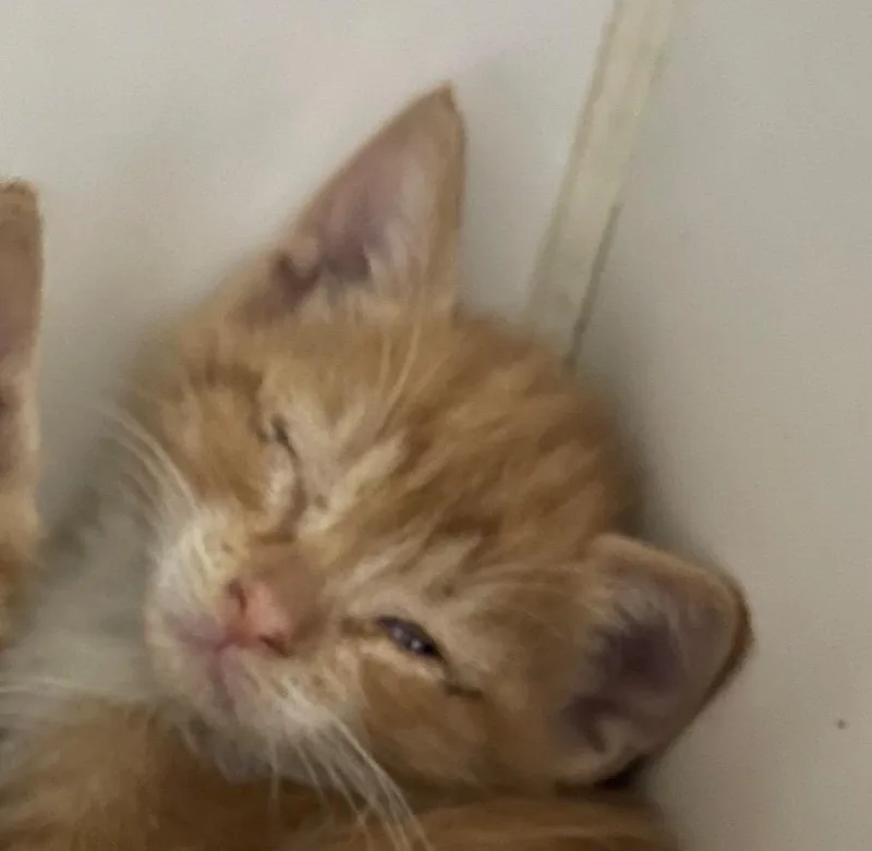 A baby small-sized male Domestic Short Hair cat named Jay for adoption in Henderson, NC
