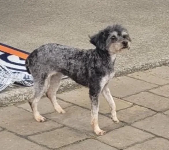 A young small-sized female Black Poodle dog named Daisy for adoption in Ozone Park, NY