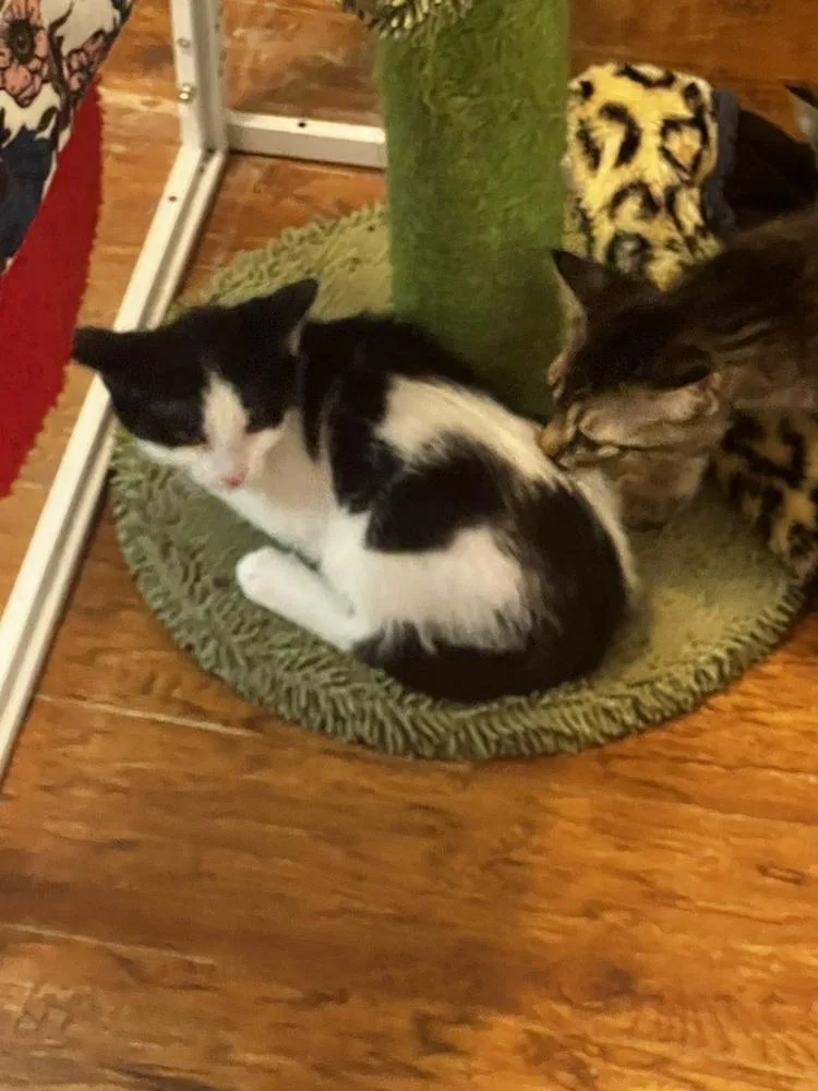 A baby medium-sized female Domestic Short Hair cat named Pickle for adoption in Blanchard, OK