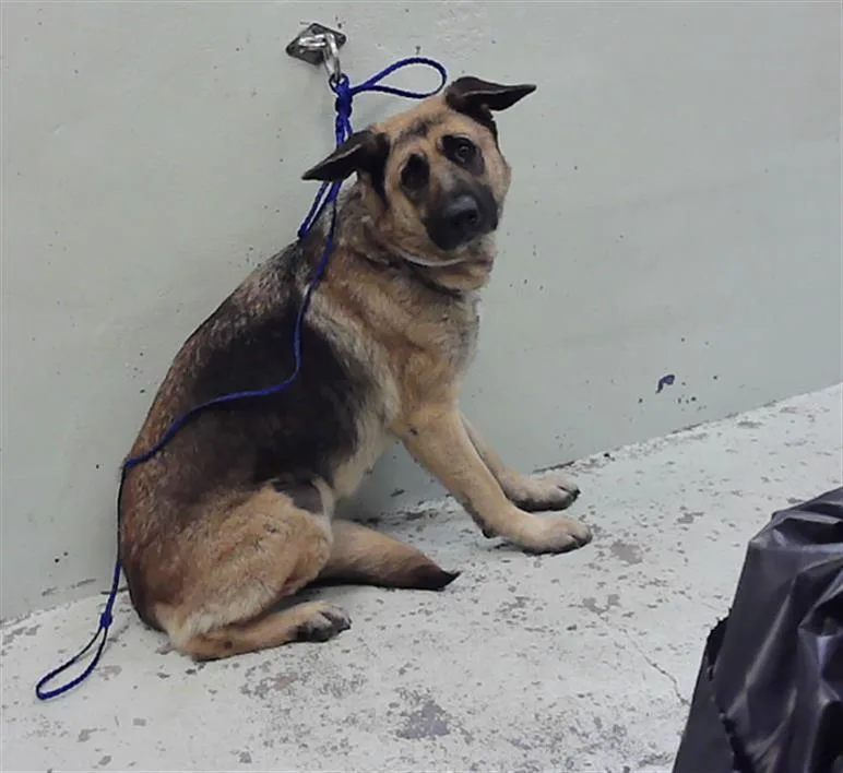 An adult large-sized female German Shepherd Dog dog named Hanna for adoption in Houston, TX