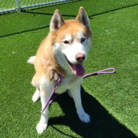 A senior large-sized male Husky dog named Redford Muno for adoption in Los Angeles, CA