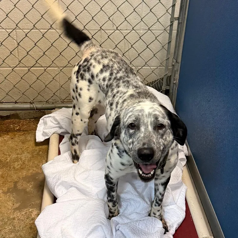 A young medium-sized female Black Mixed Breed dog named Birdy for adoption in Bennettsville, SC