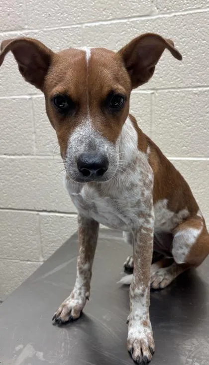 An adult small-sized female Brown / Chocolate Australian Cattle Dog / Blue Heeler dog named Sydney for adoption in Harlingen, TX