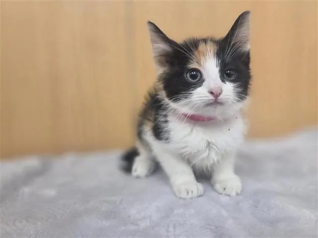 A baby small-sized female Domestic Short Hair cat named Squash for adoption in Saint Louis, MO