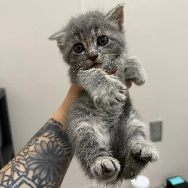 A baby small-sized male Gray / Blue / Silver Domestic Short Hair cat named Bitey Whitey for adoption in Morganton, NC