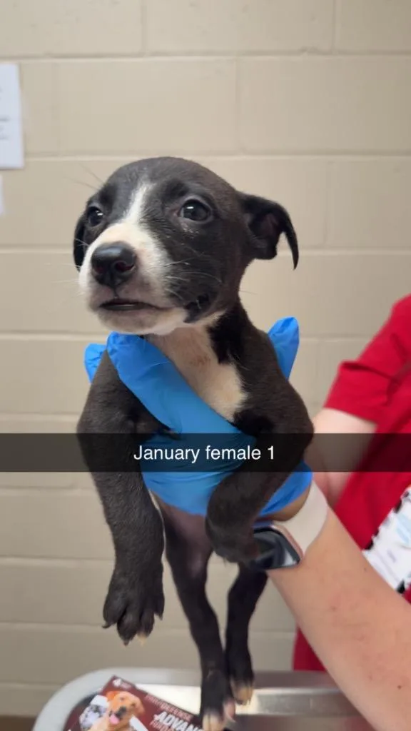 A baby medium-sized female Terrier dog named January for adoption in Wintersville, OH