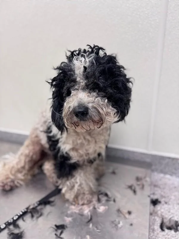 An adult medium-sized male Black Miniature Poodle dog named George for adoption in Disputanta, VA