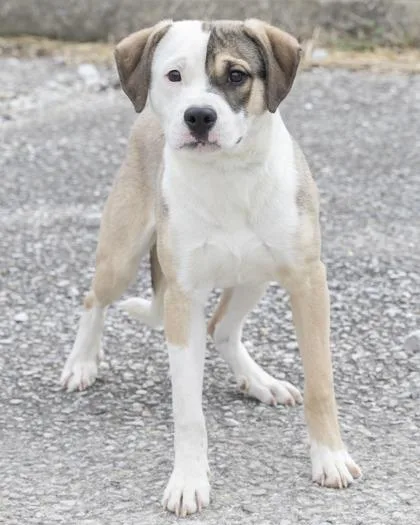 A baby large-sized male Yellow / Tan / Blond / Fawn Mixed Breed dog named Bailey for adoption in Bedford, IN