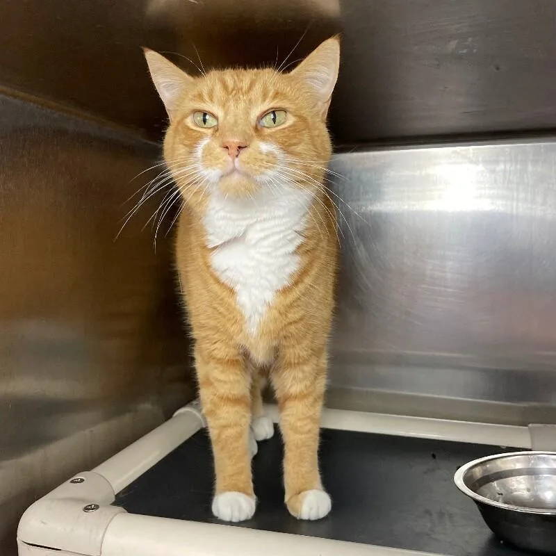 A senior medium-sized male Domestic Short Hair cat named Shaquille Purr Neal for adoption in Roanoke, VA