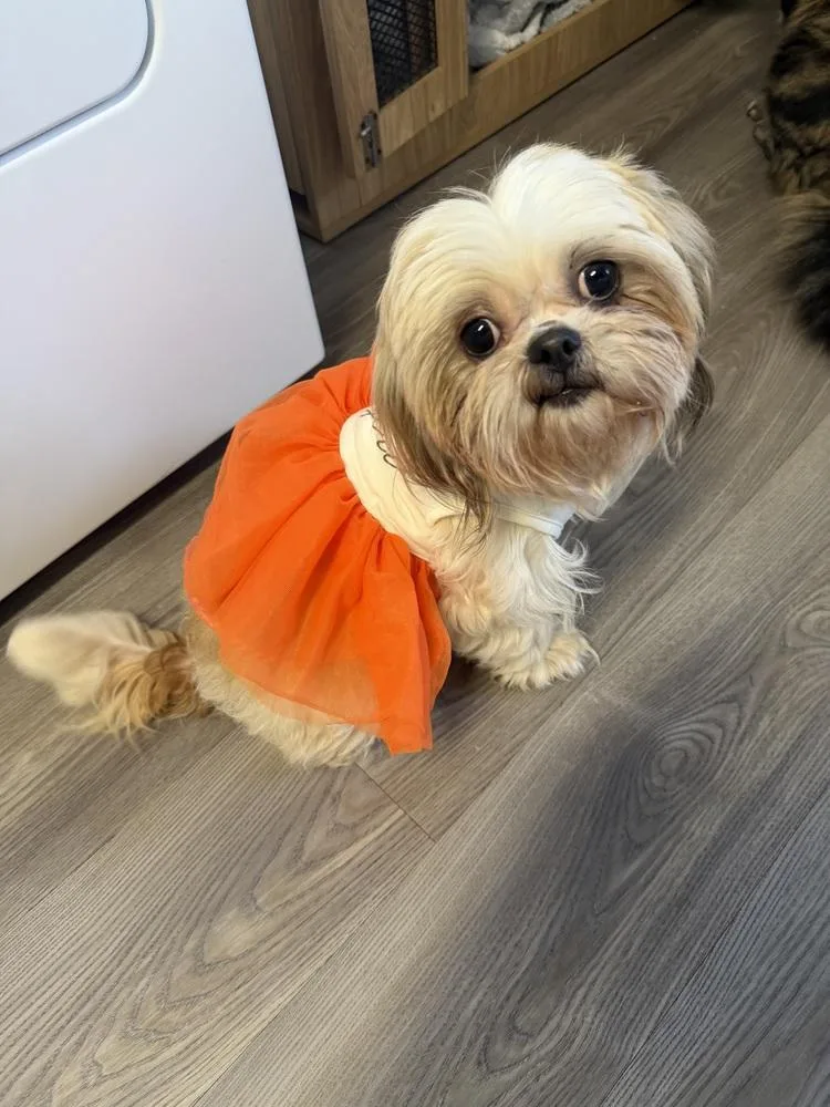 An adult small-sized female White / Cream Shih Tzu dog named Shauna for adoption in Mooresville, NC