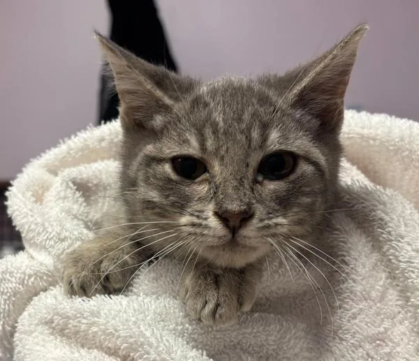 A baby small-sized male Domestic Short Hair cat named Finlay for adoption in Vancouver, WA