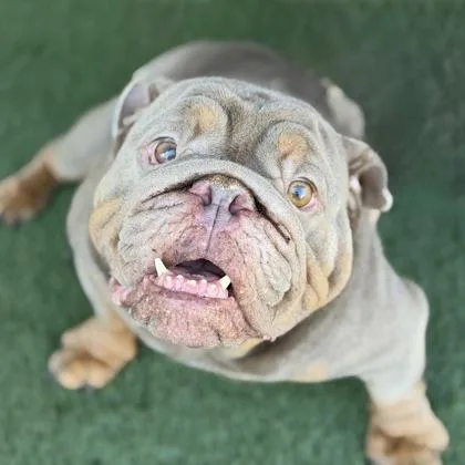 An adult small-sized male Yellow / Tan / Blond / Fawn English Bulldog dog named Prince for adoption in Sacramento, CA