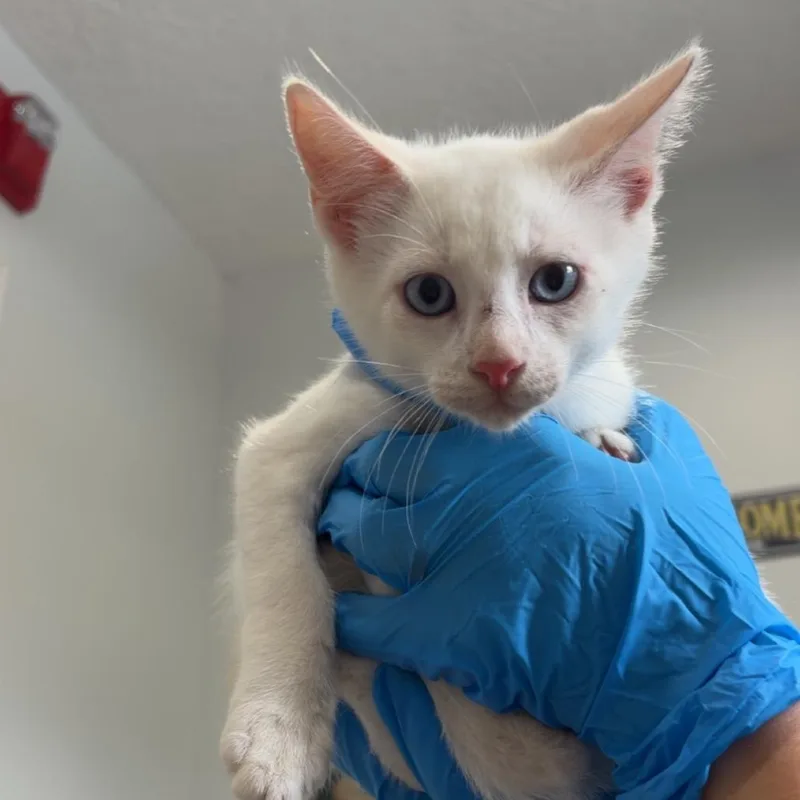 A baby small-sized male White Domestic Short Hair cat named Jollof Rice for adoption in Livingston, TX
