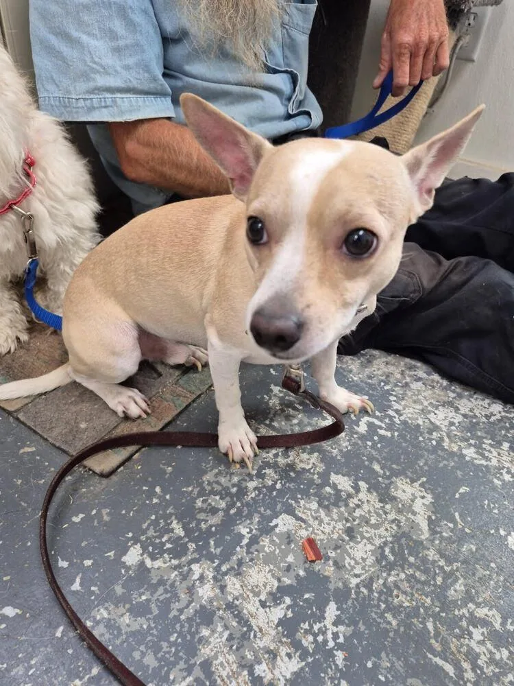 An adult small-sized male White / Cream Manchester Terrier dog named Louie for adoption in Linton, IN