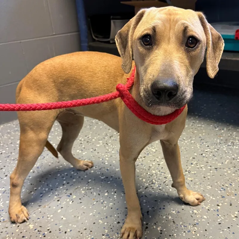 A young medium-sized female Yellow / Tan / Blond / Fawn Hound dog named Brownie for adoption in Tuscaloosa, AL