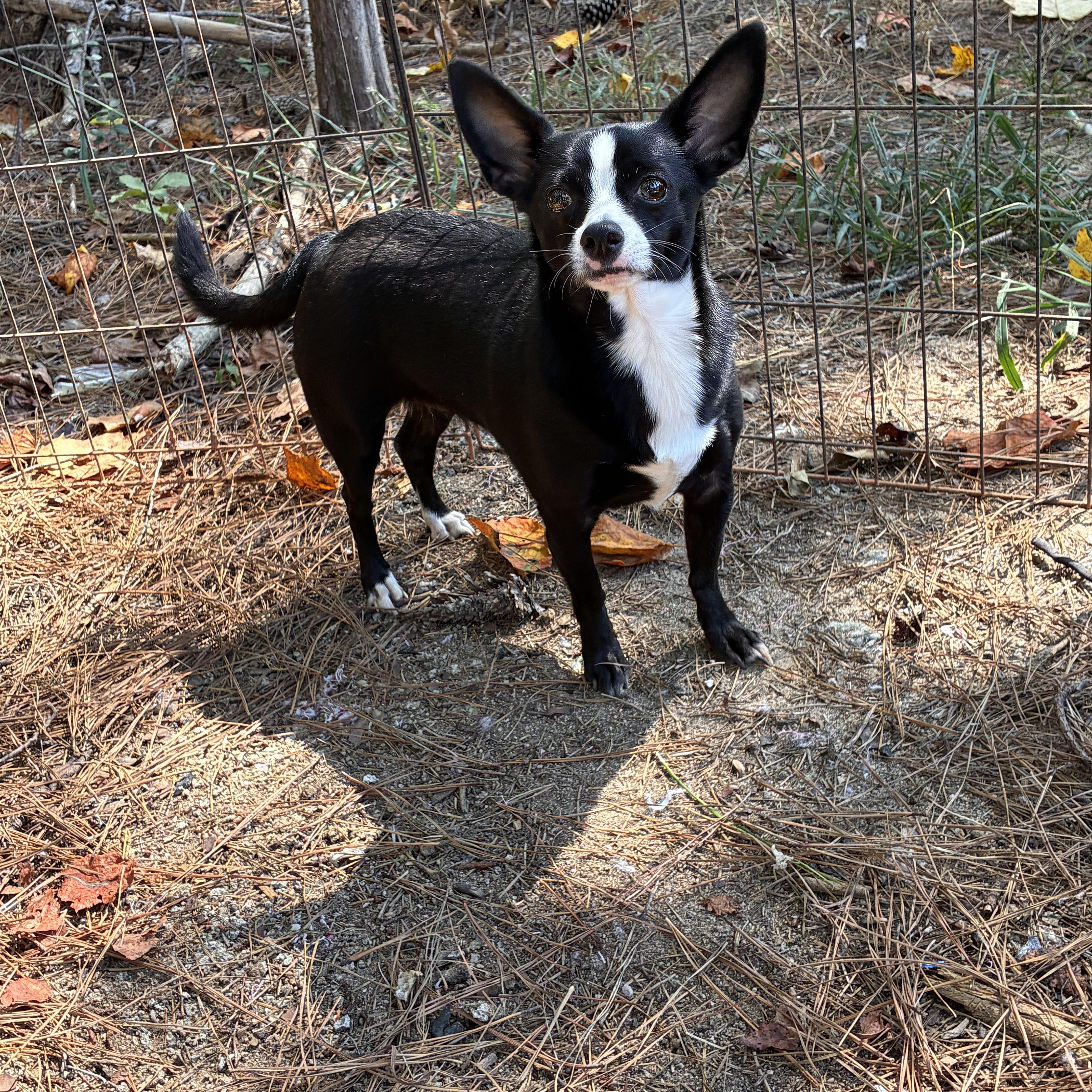 An adult small-sized female Black Chihuahua dog named Mia for adoption in Rock Hill, SC