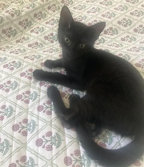 A baby small-sized male Domestic Short Hair cat named Dukie for adoption in Sacramento, CA