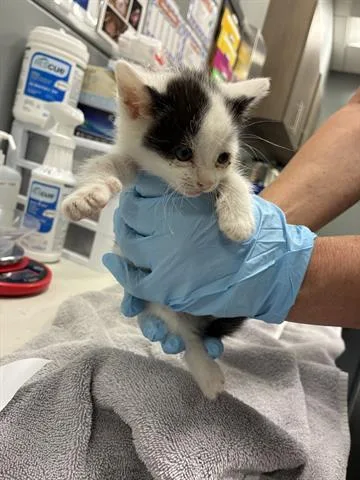 A baby small-sized male Domestic Short Hair cat named Brother for adoption in San Martin, CA