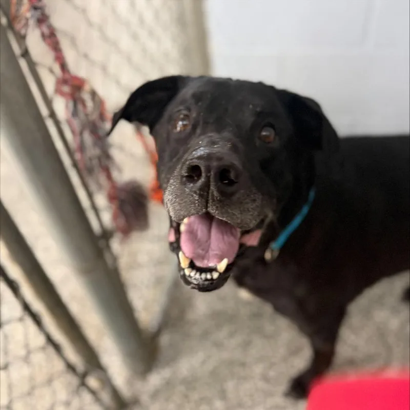 A senior large-sized male Black Labrador Retriever dog named Jasper for adoption in Collinsville , OK