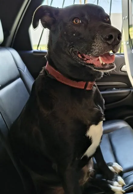 An adult large-sized male Labrador Retriever dog named Mr. T for adoption in Haw River, NC