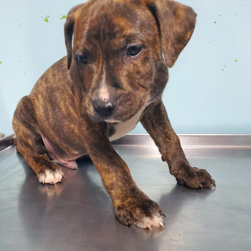 A baby small-sized male Pit Bull Terrier dog named Ruben for adoption in Jefferson city, TN