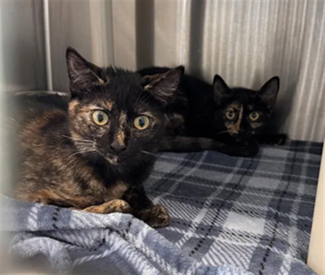 A young small-sized female Domestic Short Hair cat named Daisy for adoption in Tustin, CA