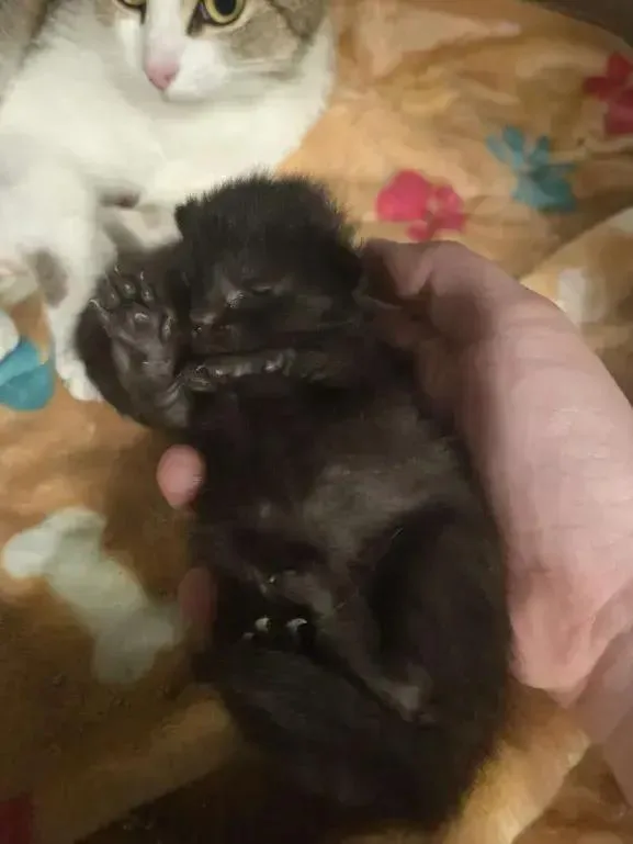 A baby small-sized male Black Domestic Short Hair cat named Remus for adoption in Grand Rapids, MI