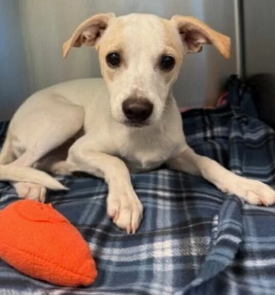 A young small-sized female Mixed Breed dog named October for adoption in Dallas, TX