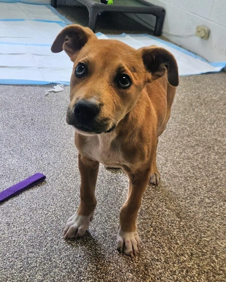 A baby medium-sized male Labrador Retriever dog named Squash for adoption in Maryville, TN