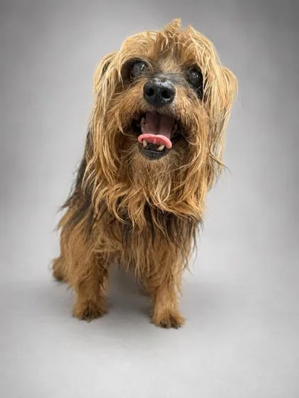 An adult small-sized male Yorkshire Terrier dog named Whiskers for adoption in Bowling Green, KY