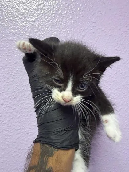 A baby small-sized male Black Domestic Medium Hair cat named 61054158 for adoption in El Paso, TX