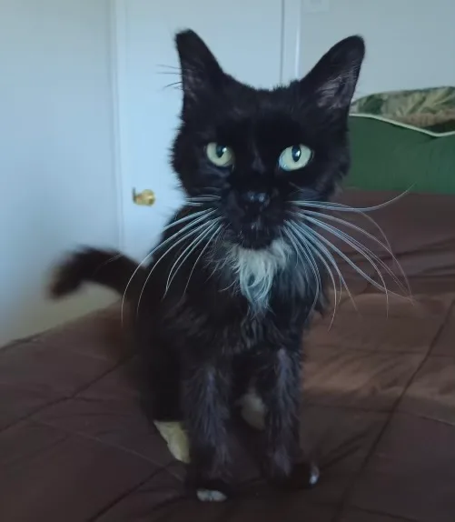 Princess thumbnail 3