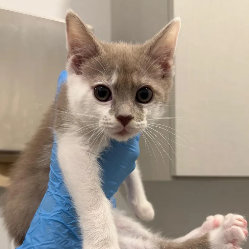 A baby small-sized female Smoke Domestic Short Hair cat named Moondancer for adoption in Winston Salem, NC