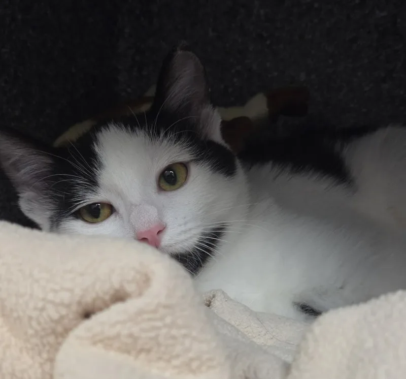 A baby medium-sized female Domestic Short Hair cat named Geyser for adoption in Plover, WI