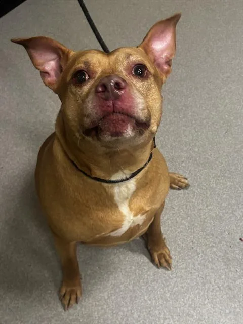 An adult large-sized female Pit Bull Terrier dog named Dusty for adoption in Indianapolis, IN