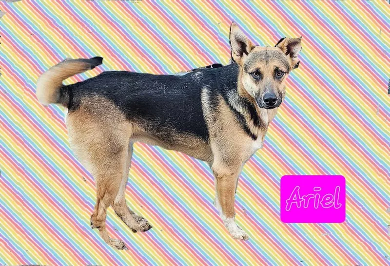 A young medium-sized female Beagle dog named Ariel for adoption in Wrightwood, CA