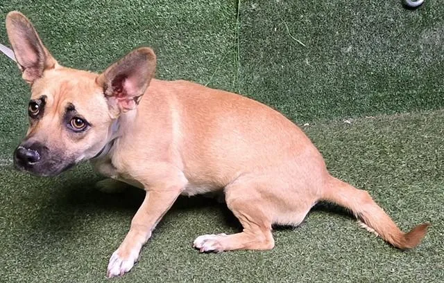 A young small-sized female Chihuahua dog named A for adoption in Lancaster, CA