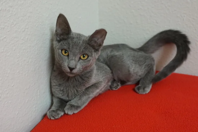 A baby small-sized female Domestic Short Hair cat named Patty for adoption in Fountain Hills, AZ