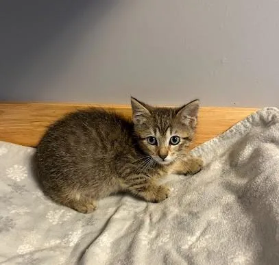 A baby medium-sized male Tabby (Brown / Chocolate) Domestic Short Hair cat named Eeyore for adoption in Andover, MN