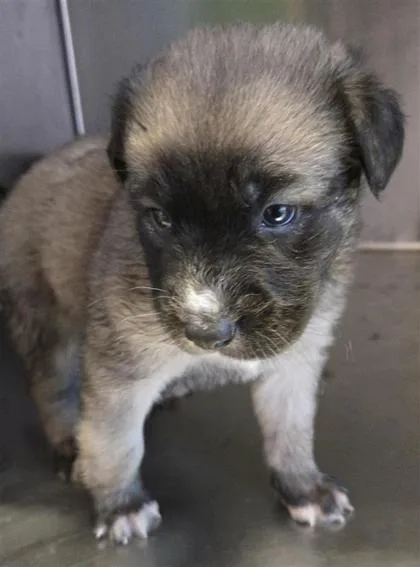 A baby large-sized male Yellow / Tan / Blond / Fawn Mixed Breed dog named 60780581 for adoption in El Paso, TX