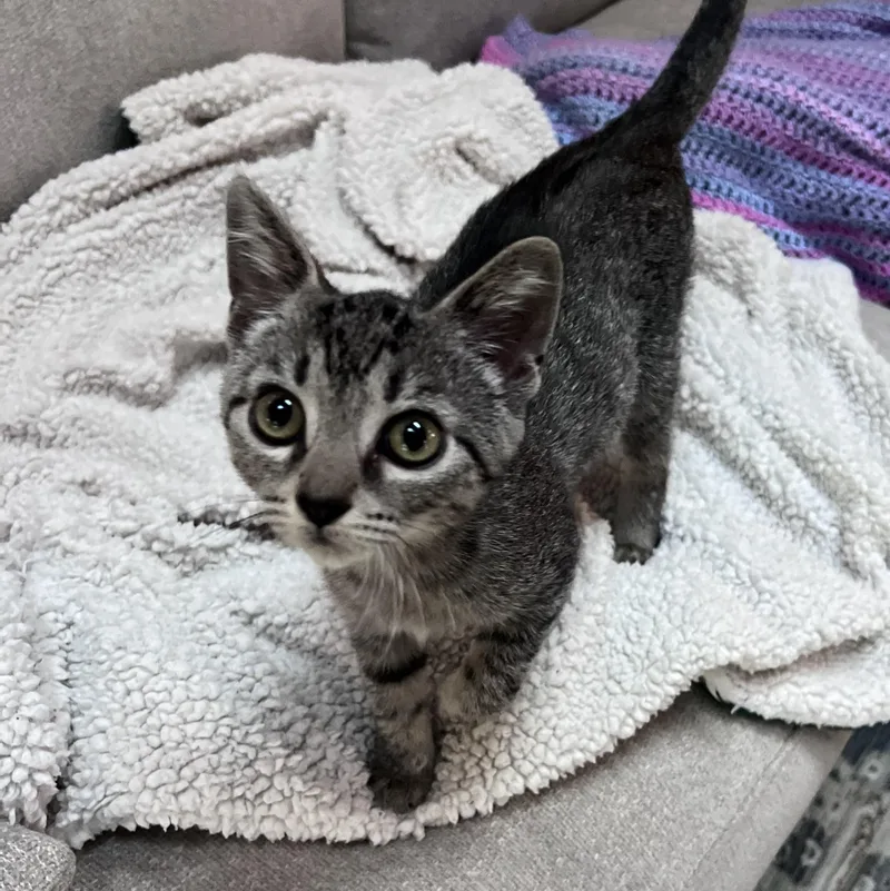 A baby small-sized female Tabby (Gray / Blue / Silver) Domestic Short Hair cat named Cassiopeia and her Brothers for adoption in Alexandria, VA