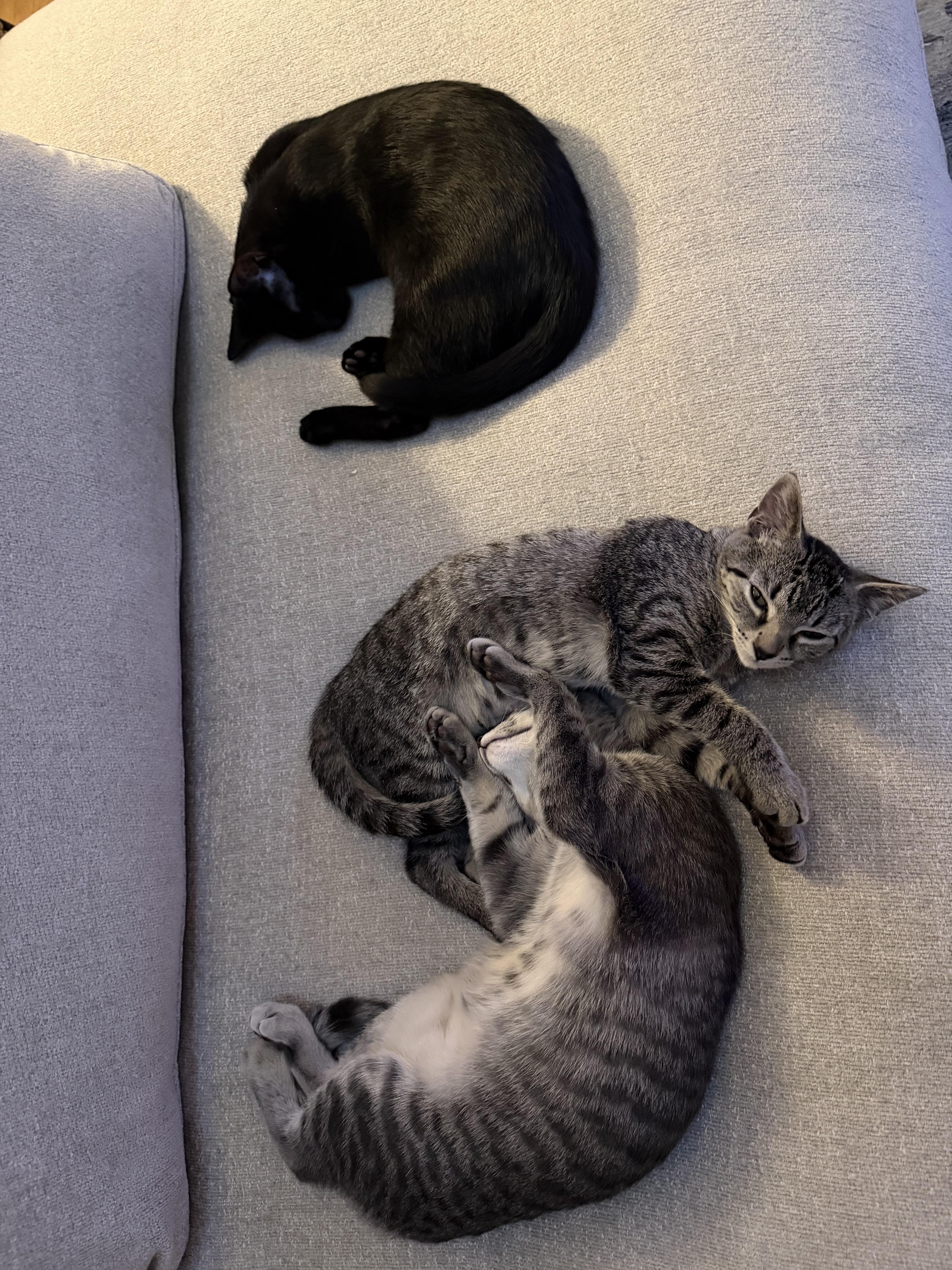 Cassiopeia and her Brothers thumbnail 2