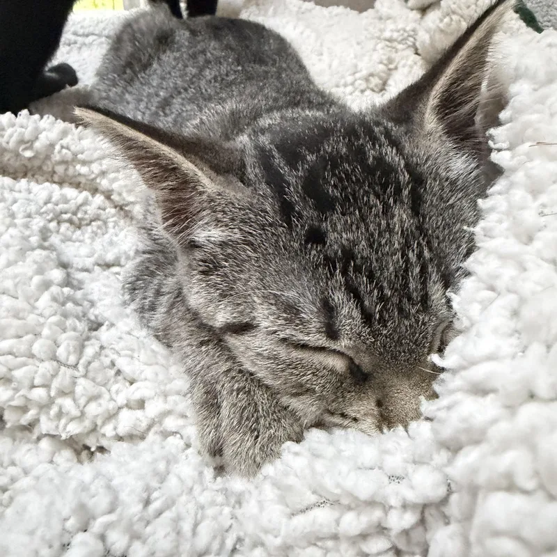 Cassiopeia and her Brothers thumbnail 3