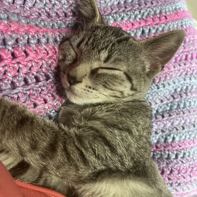 Cassiopeia and her Brothers thumbnail 4